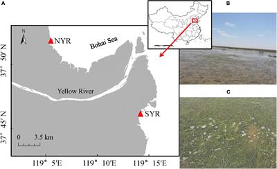 How Turbidity Mediates the Combined Effects of Nutrient Enrichment and Herbivory on Seagrass Ecosystems